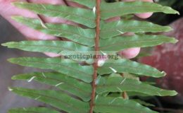 Nephrolepis-faltata-variegated-длина-листа-50-cm.-