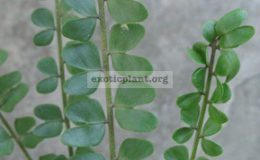Nephrolepis-sp.-Butterfly