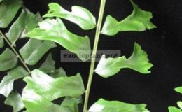 Nephrolepis-sp.T02
