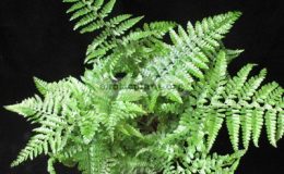 Nephrolepis-sp.T03