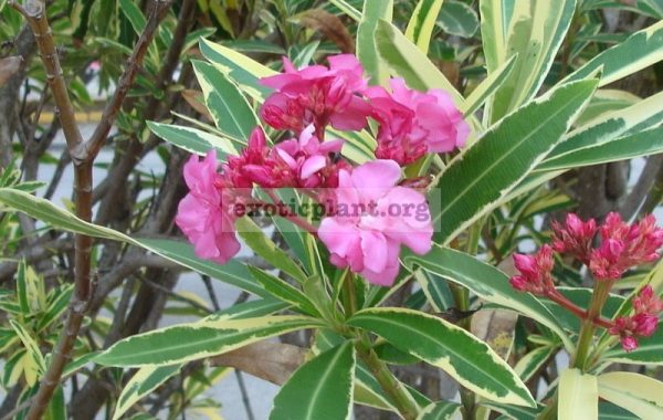 Nerium-oleander-variegated-double-flower