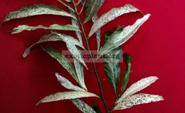 Ochna-integerrima-variegated-60-