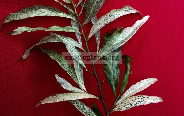 Ochna-integerrima-variegated-60-