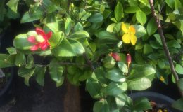Ochna-kirkii-1