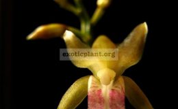 Oeceoclades-maculata