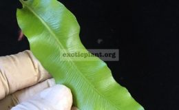Oleandra-sp.T01-Chanthaburi-30-