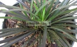 Ophiopogon-Midnight1-1-