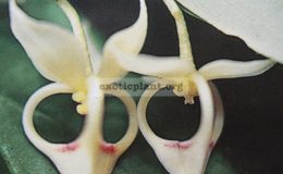 Orophea-brandisii