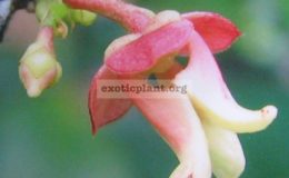 Orophea-sp.T01