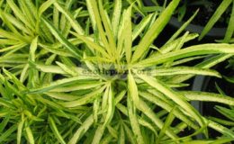 Osmoxylon-lineare-variegated