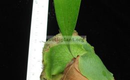 P.-alcicorne-small-form
