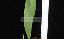 P.-ellisii-Madagascar