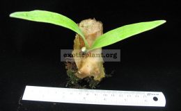 P.-veitchii-Lermonii-M