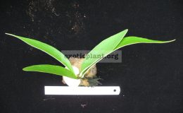 P.-veitchii-Plumirum-