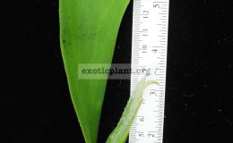 P.-willinckii-Variant