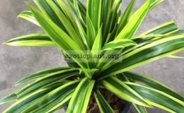 Pandanus-amaryllifolius-albomarginata-40