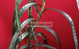 Pandanus-candelabrum-Silver-Star-№51-20-