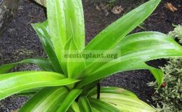 Pandanus-dubius-variegated