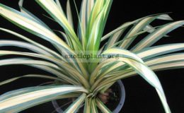 Pandanus-sanderi-Yellow-Ribbon-
