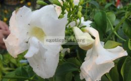 Pandorea-jasminoides-Lady-Di