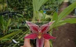 Paphinia-neudeckeri