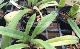 Paphiopedilum-spicerianum-