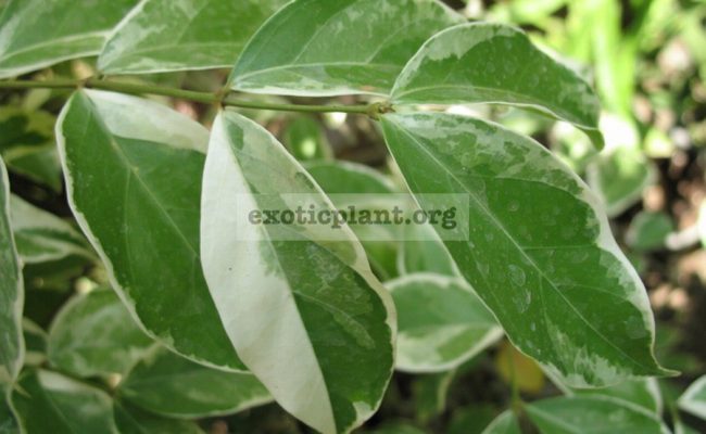 Parameria-barbata-white-margin