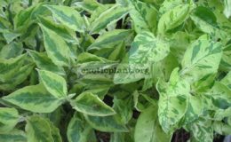 Pedilanthus-Zigzag-Lime-narrow-leaf-слева