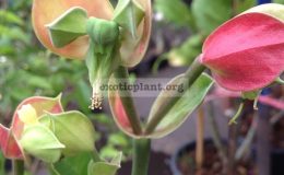 Pedilanthus-bracteatus-Love-Bird-12-30