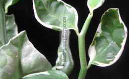 Pedilanthus-sp-T01white-margin1-1-e1458477073776
