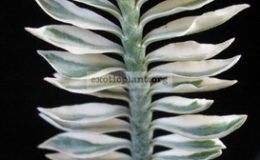 Pedilanthus-sp-white-margin1-1