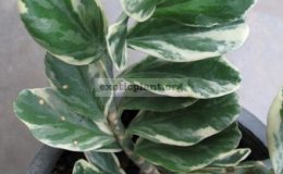 Pedilanthus-sp.white-margin-Jurassic-Park-