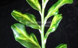 Pedilanthus-sp.yellow-center-Jurassic-Park2-
