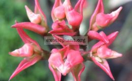 Pedilanthus-tithymaloides-Variegatus-selection-12-