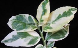 Pedilanthus-tithymaloides-Variegatus-selection-12-1-1