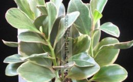 Peperomia-clusifolia-Tricolor-10-e1458418033829