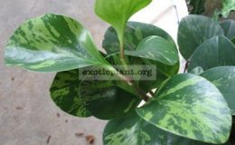 Peperomia-obtusifolia-Green-Gold-10