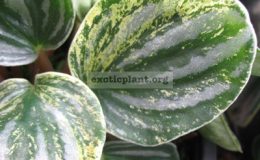 Peperomia-verschaffeltii-variegated-14