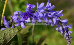 Petrea-volubilis