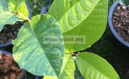 Petrea-volubilis-variegated-