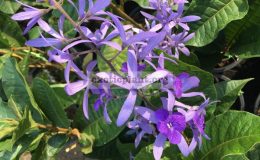 Petrea-volubilis-variegated-1-1