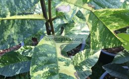 Petrea-volubilis-variegated