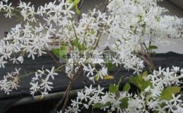 Petrea-volubilis-white-flowerTF-30
