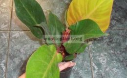 Philodendron-Cherry-Red-14