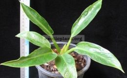 Philodendron-Congo-Green-compact-28