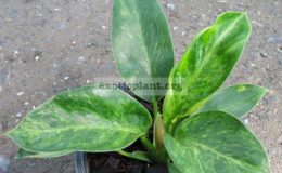 Philodendron-Congo-Green-variegated