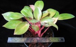 Philodendron-Congo-Red-Dwarf