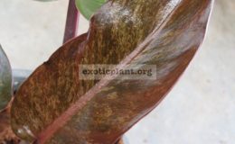 Philodendron-Emerald-Red-Mosaic-2800-