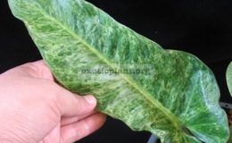 Philodendron-Green-Granito-3500-