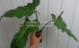 Philodendron-Lime-Fiddle-20
